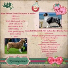 Australsk� ov��k s PP