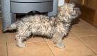 Dandie Dinmont terier- Dand�k