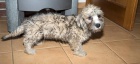 Dandie Dinmont terier- Dand�k