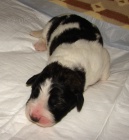 �t���tka pyrenejsk�ho mastina