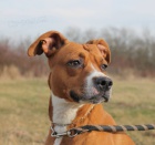 Pitbulka Emilka hled� domov