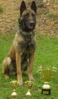Belgick� ov��k malinois s PP