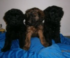 Briard - �t��ata