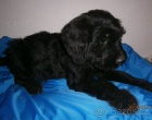 Briard - �t��ata