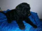 Briard - �t��ata