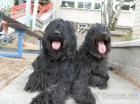 Briard - �t��ata