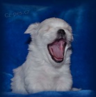 Malt�z��ek s pp