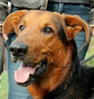 K��enec Ricky hled� domov