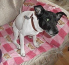 Ps� �kolka Leonek