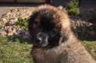 Leonberger �t��ata s PP