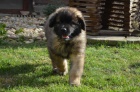 Leonberger �t��ata s PP