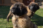 Leonberger �t��ata s PP