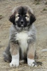 Kavkazsk� pasteveck� pes