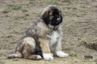 Kavkazsk� pasteveck� pes