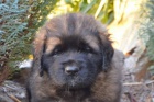 Leonberger �t���tka