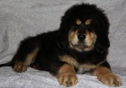 Tibetsk� doga