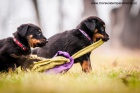 Beauceron �t��ata s PP ze zahrani�n�ho kryt�