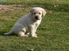 Labrador retriever �t��ata ze zahrani�n�ho kryt�
