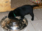 Labrador retriever �t��ata ze zahrani�n�ho kryt�