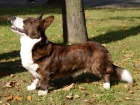 �t���tka Welsh corgi Cardigan
