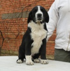 St�edoasijsk� pasteveck� pes s PP