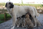 Anatolsk� pasteveck� pes - Kangal, �t��ata s PP
