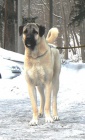 Anatolsk� pasteveck� pes - Kangal, �t��ata s PP