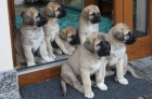 Anatolsk� pasteveck� pes - Kangal, �t��ata s PP