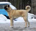 Anatolsk� pasteveck� pes - Kangal, �t��ata s PP