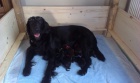 Flat Coated Retriever s PP -posledn� nezadan� pejsek