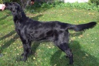 Flat Coated Retriever s PP -posledn� nezadan� pejsek