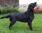 Flat Coated Retriever s PP -posledn� nezadan� pejsek