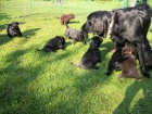 Flat Coated Retriever s PP -posledn� nezadan� pejsek