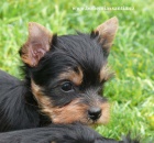 Australsk� silky teri�r - �t���tka