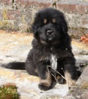 Tibetsk� doga - �t��ata