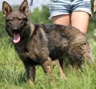 NO Elmo hled� skute�n� domov