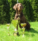 Louisiansk� leopard� pes s PP