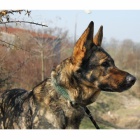 Mlad� fenka NO Elza hled� domov