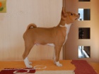 Prod�m �t�n� basenji