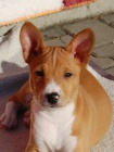 Prod�m �t�n� basenji
