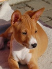 Prod�m �t�n� basenji