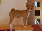 Prod�m �t�n� basenji