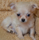 �ivava dlouhosrst�, kr�tkosrst� 