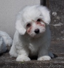 Dv� vymazlen� �t���tka plemene coton de Tul�ar s PP