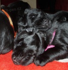 Kn�ra� velk� �ern�