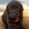 �t��ata Chesapeake bay retrievera