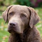 �t��ata Chesapeake bay retrievera