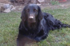 �t���tka flat coated retrievera