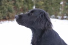 �t���tka flat coated retrievera