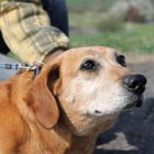 Jezev��k Bad hled� domov